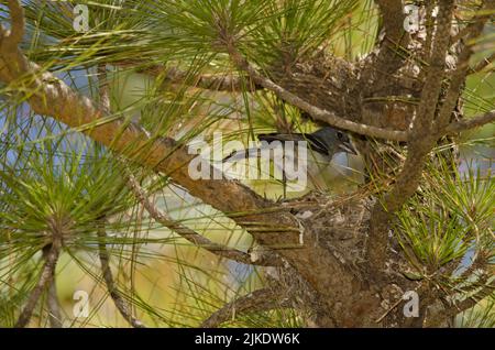 Männlicher blauer Buchfink von Gran Canaria Fringilla polatzeki auf dem Nest. Der Nublo Rural Park. Tejeda. Gran Canaria. Kanarische Inseln. Spanien. Stockfoto