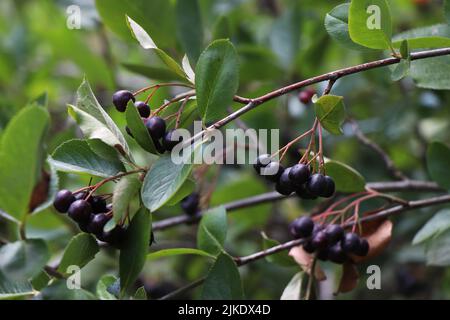 Obst Aronia Zweig oder Apfelbeeren Stockfoto