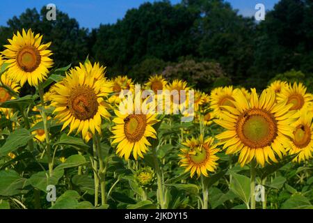 Selektiver Fokus auf eine Reihe von Sonnenblumen, die an einem Sommertag von Hummeln besucht werden Stockfoto