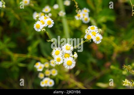 Nahaufnahme der Blüten der Eastern Daisy Fleabane aus der Gattung Erigeron Stockfoto