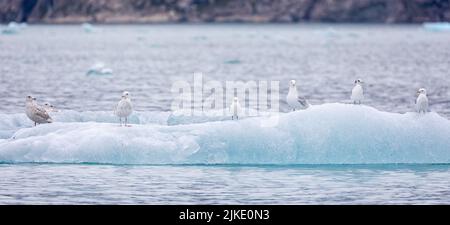 Panorama-cloe-up einer Gruppe von Möwen auf dem Eisberg in Kvanefjord, Grönland Stockfoto