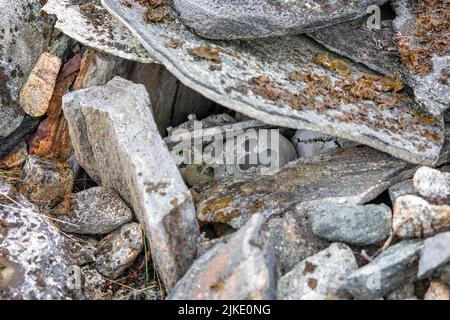 Der menschliche inuit-Schädel bleibt am 14. Juli 2022 in einem Felsgrab in der abgelegenen Region der grönländischen Küste in Kvanefjord, Grönland, begraben Stockfoto