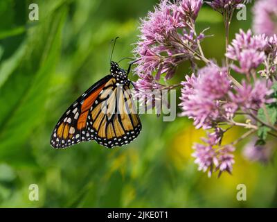 Monarch Schmetterling auf süßen Joe-Pye Unkrautblumen. Stockfoto