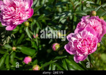 Pfingstrosen-Busch mit rosa frischen Knospen im Sommergarten am sonnigen Tag, selektiver Fokus. Herzlichen Glückwunsch zum Urlaub. Natürlich geblümt Stockfoto