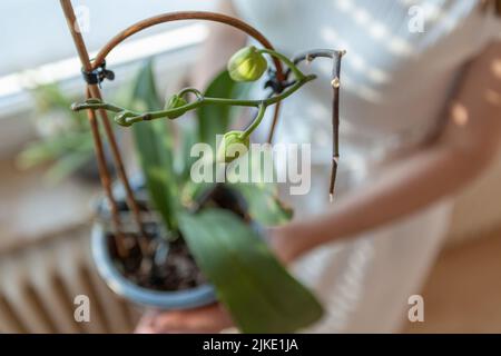Frau, die eine Orchideenpflanze hält Stockfoto