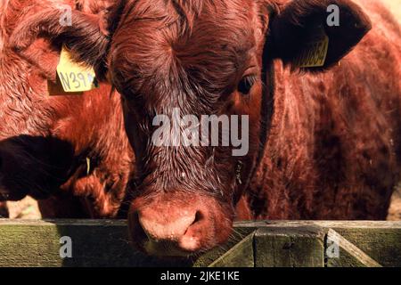 Nutztier, Nahaufnahme eines jungen Bullen auf einem Feld, Melrose, Scottish Borders, Schottland, Großbritannien Stockfoto