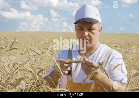 Ein Landwirt inspiziert ein Feld mit wachsendem Weizen, kontrolliert die Qualität des Getreides. Agro-industrielles Konzept. Stockfoto