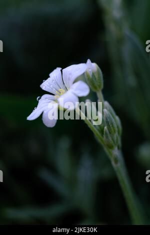 Schnee-im-Sommer-Blume in voller Blüte Stockfoto