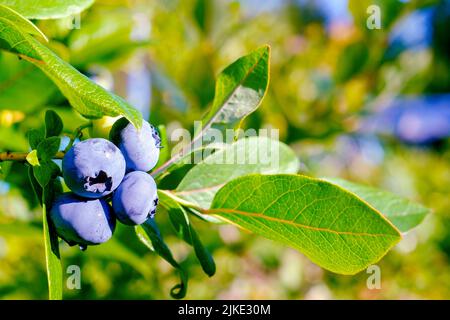 Heidelbeere. Dunkelblaue große Beeren aus der Nähe und grünes Laub Stockfoto