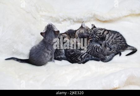 Fünf niedliche kleine Kätzchen schlafen in flauschigen weißen Bett. Stockfoto