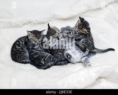 Fünf Kätzchen schlafen zusammen in flauschigem weißen Bett. Stockfoto