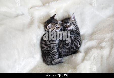 Zwei Kätzchen schlafen zusammen in einem flauschigen weißen Bett. Stockfoto