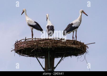 Dülmen, Münsterland, NRW, Deutschland. 1. August 2022. Das Weibchen mit ihren beiden Jungtieren. Eine Familie von zwei erwachsenen Weißstörchen (Ciconia ciconia) mit ihren zwei ca. vier Monate alten Jungtieren, machen sich bereit, ihren Nistplatz zu verlassen, bevor sie sich einer Herde anschließen, um in wenigen Wochen die lange Reise nach Süden für ihren Winterzug zu beginnen. Beide Jungtiere sind jetzt groß genug, um mit ihren Eltern auf täglichen Flügen und auf Nahrungssuche in der Gegend zu sein. Kredit: Imageplotter/Alamy Live Nachrichten Stockfoto