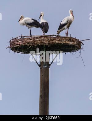 Dülmen, Münsterland, NRW, Deutschland. 1. August 2022. Das Weibchen mit ihren beiden Jungtieren. Eine Familie von zwei erwachsenen Weißstörchen (Ciconia ciconia) mit ihren zwei ca. vier Monate alten Jungtieren, machen sich bereit, ihren Nistplatz zu verlassen, bevor sie sich einer Herde anschließen, um in wenigen Wochen die lange Reise nach Süden für ihren Winterzug zu beginnen. Beide Jungtiere sind jetzt groß genug, um mit ihren Eltern auf täglichen Flügen und auf Nahrungssuche in der Gegend zu sein. Kredit: Imageplotter/Alamy Live Nachrichten Stockfoto