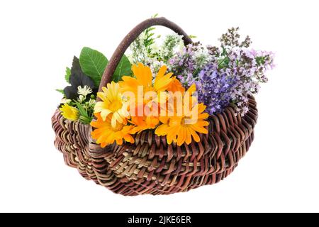 Korb voller gesunder frischer Heilkräuter, isoliert auf Weiß. Calendula, Lavendel, Orangano, melisse, melisse. Alternative Kräutermedizin Stockfoto