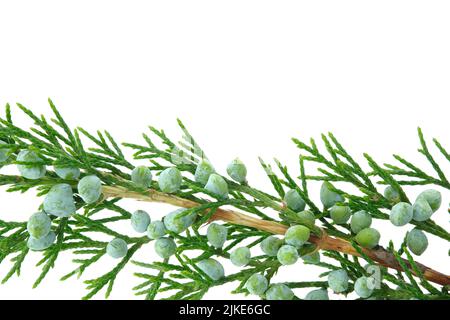 Wacholderbuschzweig mit Beeren isoliert auf weißem Hintergrund. Stockfoto