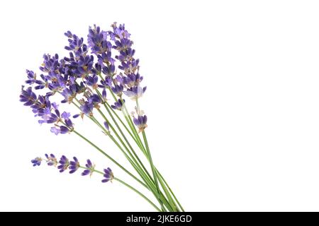 Mehrere Lavendelblüten isoliert auf weißem Hintergrund. Kleines Lavendelbukett auf Weiß. Stockfoto