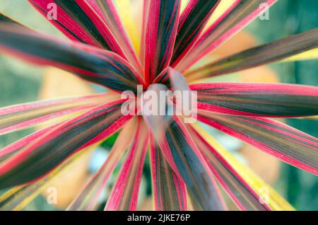 Radialblätter von phormium Tenax Evening Glow Topfpflanze Stockfoto