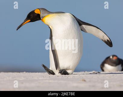 Der Königspinguin (Aptenodytes patagonicus) ist die zweitgrößte Pinguinart und brütet an mehreren Orten auf den Falklandinseln Stockfoto