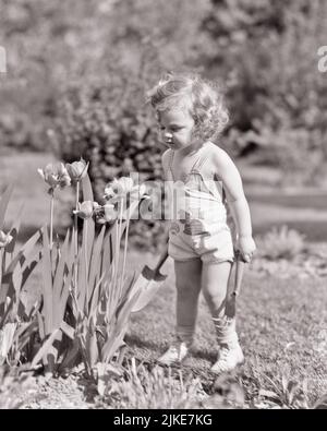 1930S 1940S KLEINES KLEINKIND MÄDCHEN TRÄGT STRAMPLER PLAYSUIT IM GARTEN STEHEND BLICK AUF TULPEN UND HÄLT GARTENGERÄTE - J201 HAR001 HARS IN VOLLER LÄNGE B&W GÄRTNER ENTDECKUNG UND TULPEN STILVOLLE KINDHEIT WACHSTUM JUGENDLICHE FRÜHLING BABY MÄDCHEN SCHWARZ UND WEISS KAUKASISCHE ETHNIE HAR001 ALTMODISCH Stockfoto