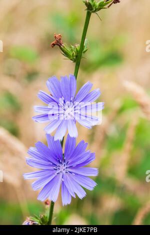 Hübsche blaue Chicory-Blüten (Cichorium intybus) blühen auf dieser mehrjährigen essbaren und medizinischen Pflanze auf einer Sommerwiese. Stockfoto