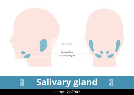 Speicheldrüse. Drüsen, die Speichel machen, ihre schematische Lage: Unter und hinter dem Kiefer (parotis, sublingual und submandibulär). Stock Vektor