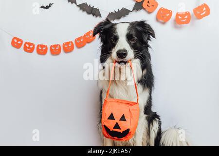 Trick or Treat-Konzept. Lustige Welpen Hund Grenze Collie hält Jack o Laterne Kürbis Korb für Süßigkeiten im Mund auf weißem Hintergrund mit halloween Girlande Dekorationen. Vorbereitung für Halloween-Party Stockfoto
