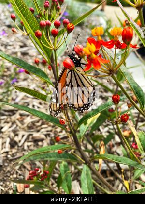 Ein Monarchschmetterling, Danaus plexippus, auf einem tropischen Milchkrautkraut, Asclepias curassavica Stockfoto