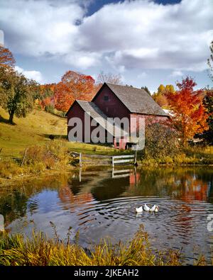 1960S LÄNDLICHE HERBSTSZENE MIT ROTER SCHEUNE SCHWARZE ANGUS-KÜHE UND FARMTEICH MIT VIER SCHWIMMENDEN FÜTTERUNG WEISSE ENTEN - KL2155 HAR001 HIRSCHE UND AUSSENFLOCKKÜHE HERBSTSAISON FRIEDLICHE IMMOBILIENSTRUKTUREN GEBÄUDE PASTORAL BUKOLISCH MEHRERE ANGUS HERBSTSCHEUNEN HERBSTLAUB HAR001 ALTMODISCH Stockfoto