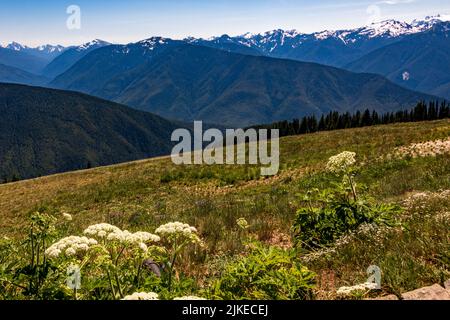 Wildblumen und wunderschöne Aussichten entlang des Trail von der Straße von „The Rideines“. Stockfoto