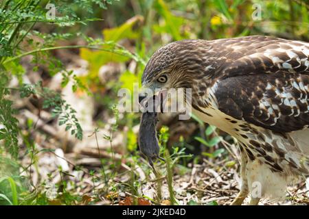 Rotschwanzschwanzhake (Buteo jamaicensis) Stockfoto