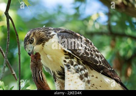 Rotschwanzschwanzhake (Buteo jamaicensis) Stockfoto