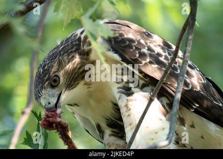 Rotschwanzschwanzhake (Buteo jamaicensis) Stockfoto