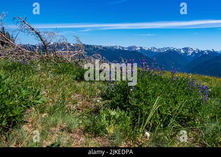 Wildblumen und wunderschöne Aussichten entlang des Trail von der Straße von „The Rideines“. Stockfoto