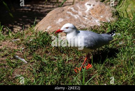 Nahaufnahme einer Pazifischen Möwe (Larus dominicanus) in Sydney, New South Wales, Australien (Foto: Tara Chand Malhotra) Stockfoto