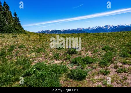 Wildblumen und wunderschöne Aussichten entlang des Trail von der Straße von „The Rideines“. Stockfoto