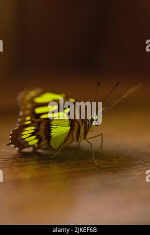 Nahaufnahme eines Schmetterlings mit seinen schönen farbigen Flügeln Stockfoto