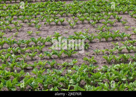 Landwirtschaftliche Feld, in dem Zuckerrüben wächst, Rübenanbau zur Herstellung von Zuckerprodukten Stockfoto