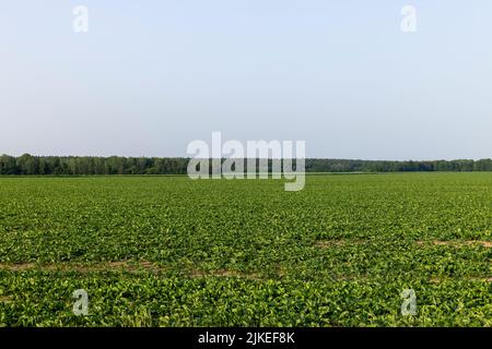 Landwirtschaftliche Feld, in dem Zuckerrüben wächst, Rübenanbau zur Herstellung von Zuckerprodukten Stockfoto