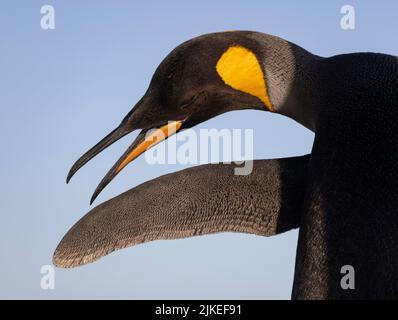 Der Königspinguin (Aptenodytes patagonicus) ist die zweitgrößte Pinguinart und brütet an mehreren Orten auf den Falklandinseln Stockfoto