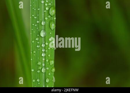 Nahaufnahme eines Blattes mit Wassertropfen darauf Stockfoto