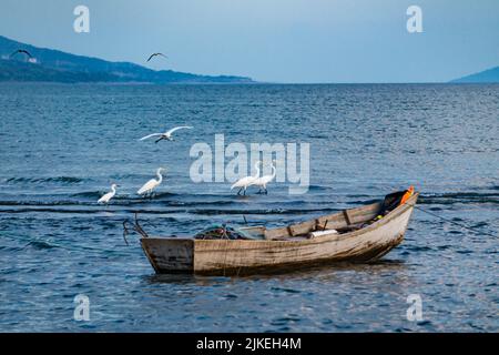 Fischerboot, Reiher und Ufervögel auf dem Lago Xolotlán (Lake Managua) in Nicaragua. Vier größte sind Großreiher, einer kleinere ist ein Schneegreiher. Stockfoto