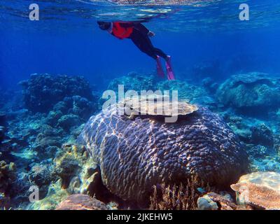 Indonesia Anambas Islands - Frauen schnorcheln im Korallenriff Stockfoto