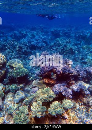 Indonesia Anambas Islands - Frauen schnorcheln im Korallenriff Stockfoto