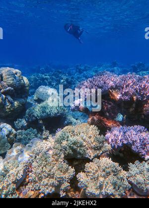 Indonesia Anambas Islands - Frauen schnorcheln im Korallenriff Stockfoto