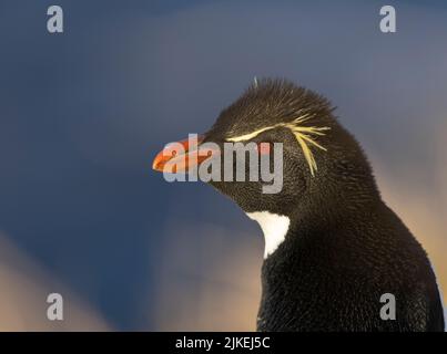 Der südliche Steinhopper-Pinguin (Eudyptes chrysocome) ist ein temperamentvoller Haubenpinguin. Das Bild wurde auf den Falklandinseln aufgenommen Stockfoto