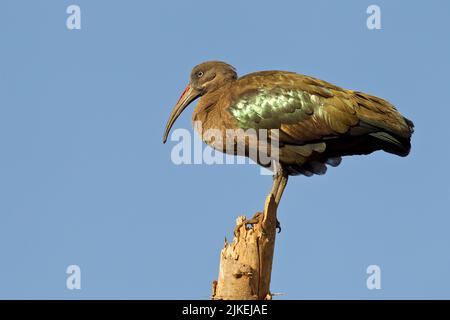 Hadada Ibis (Bostrychia hagedash) thront auf einem toten Ast Stockfoto