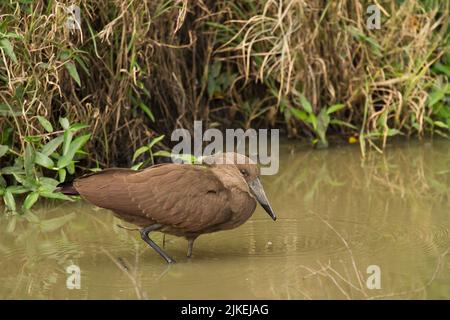 Hamerkop (Scopus umbretta) steht in einem flachen Wasserbecken Stockfoto