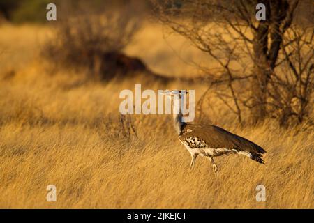 Kori Bustard (Ardeotis Kori) auf dem Boden in trockenem Gras Stockfoto