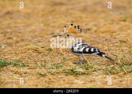 Afrikanischer Wiedehopf (Upupa africana) am Boden Stockfoto